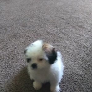 Meet your Posher, Debbie